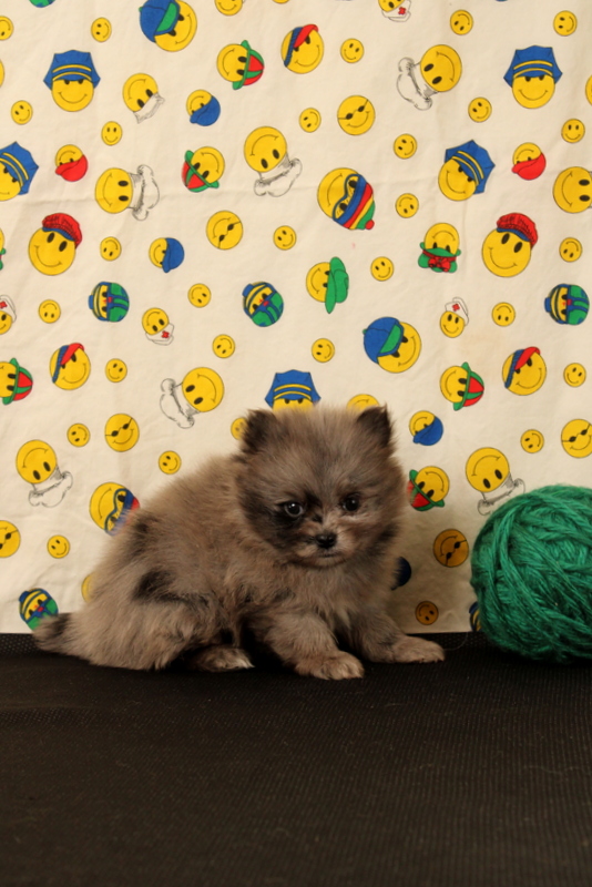 puppy, for, sale, Pomeranian, Matthew B. Stoltzfus, dog, breeder, Gap, PA, dog-breeder, puppy-for-sale, forsale, nearby, find, puppyfind, locator, puppylocator, aca